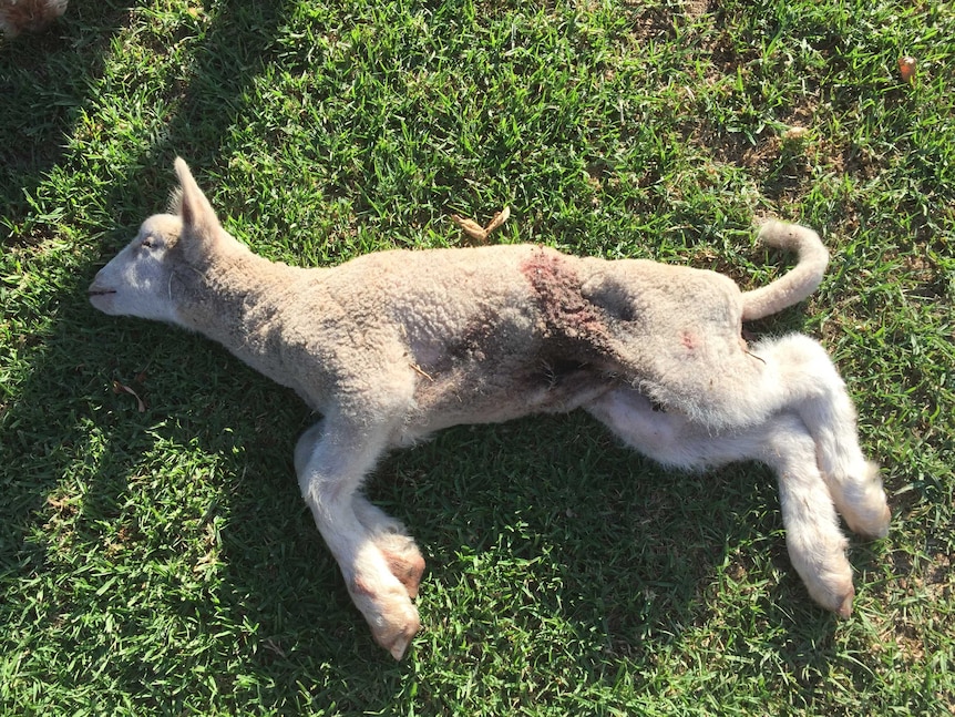 A lamb killed by a wild dog