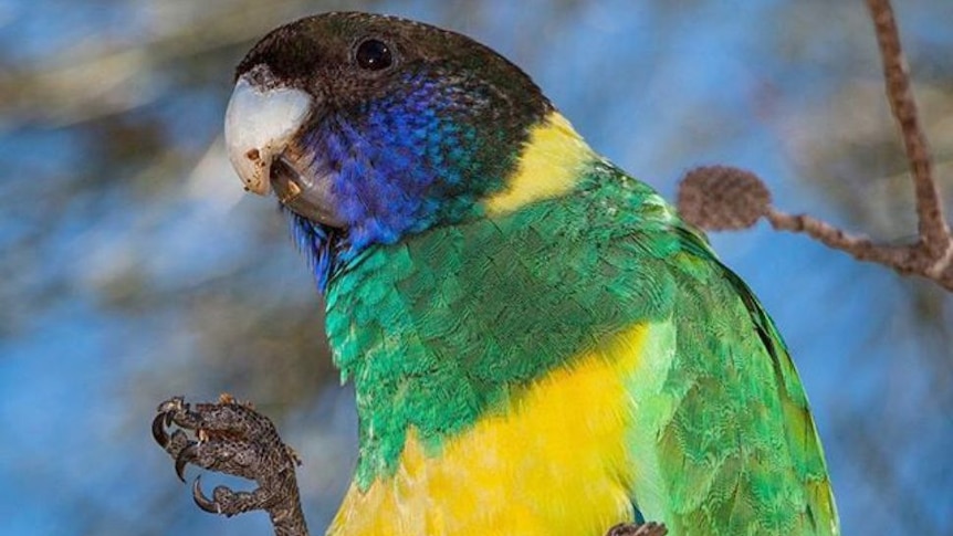 A ringneck parrot perched in a tree.