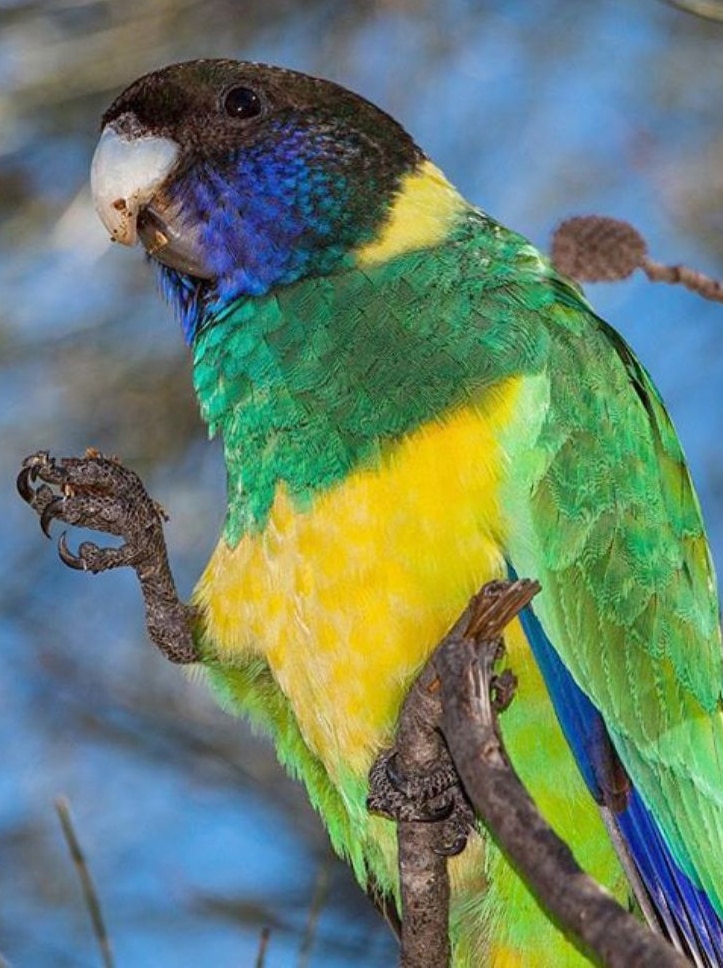 A ringneck parrot perched in a tree.