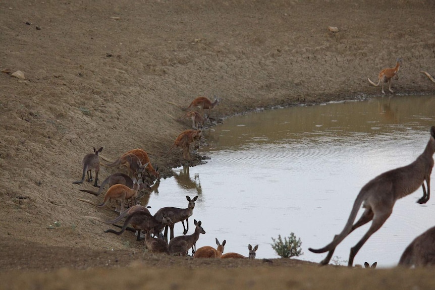 Mob of kangaroos drink water from a dam in drought-stricken country near Longreach