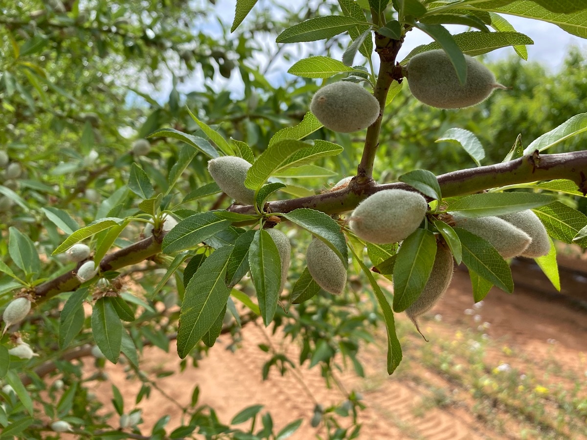 Almonds ripening on a tree in a South Australian grove