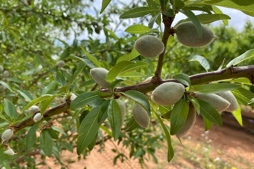 Green ripening almond nuts on a tree branch.