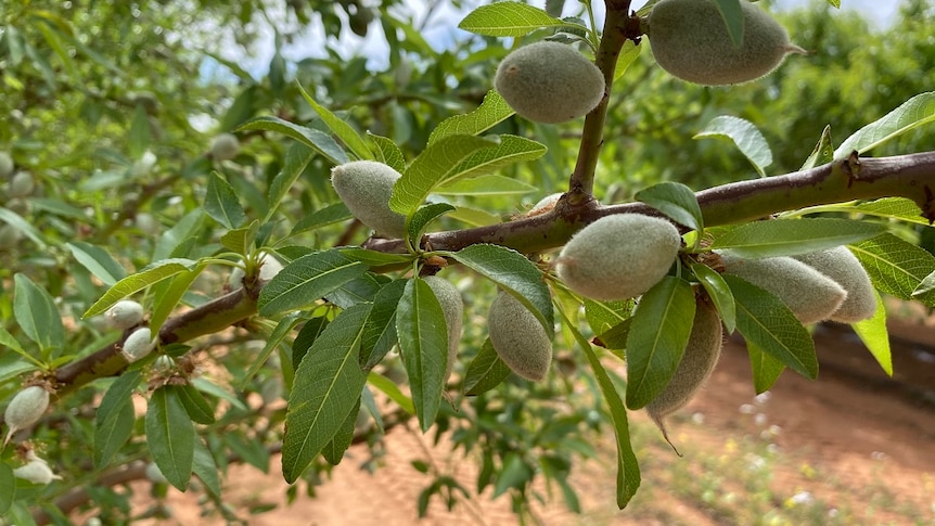 Almonds ripening on a tree in a South Australian grove
