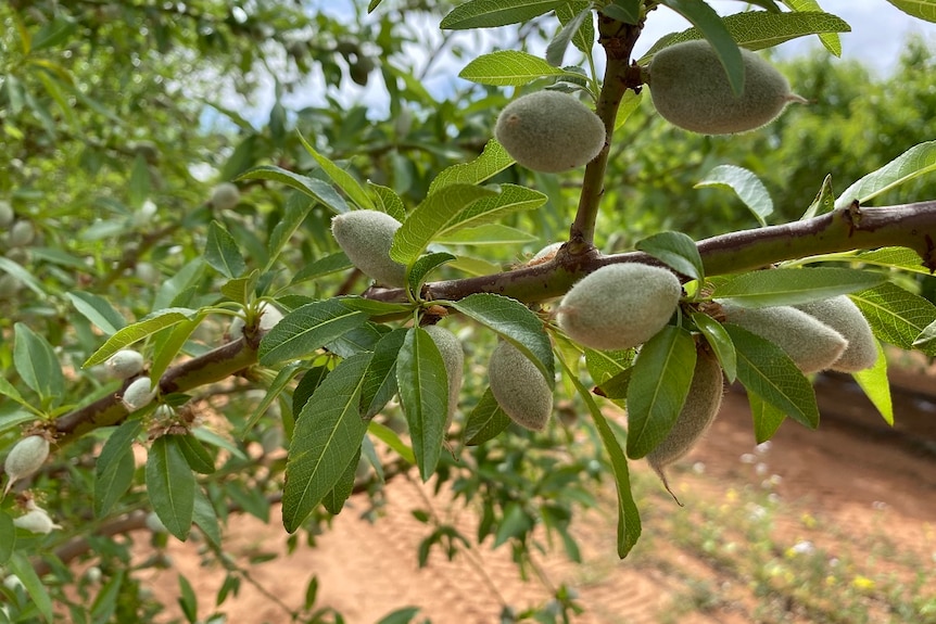 Almonds ripening on a tree in a South Australian grove