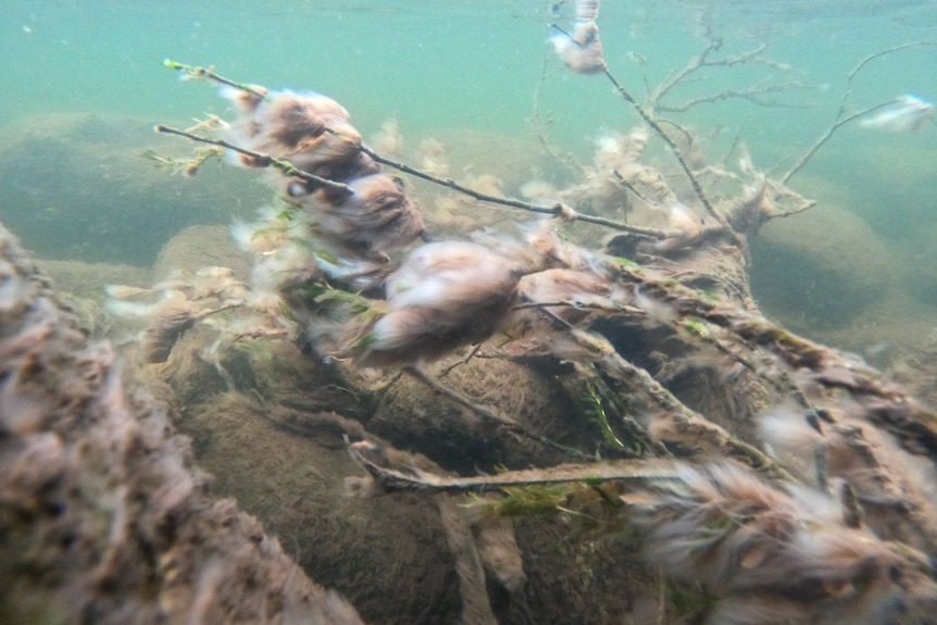 Protein and bacteria on rocks and sticks in a river.