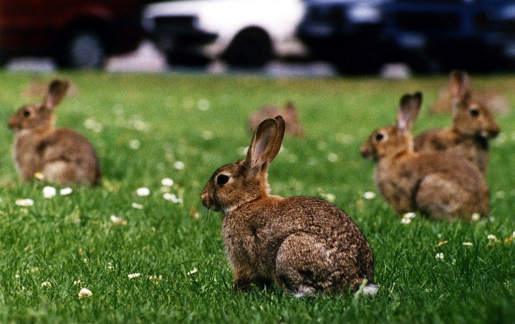 As rabbit numbers boom, what's next for biological control?