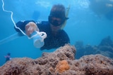 a diver holds a large tube over a brown rock structure while tiny white particles come out