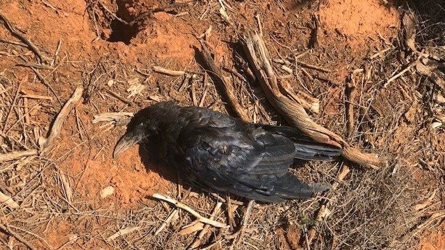 A dead black bird lies on orange sandy soils with sticks around it.