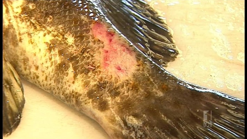 Barramundi and bream were found with sores, rashes and infected eyes in Gladstone harbour.