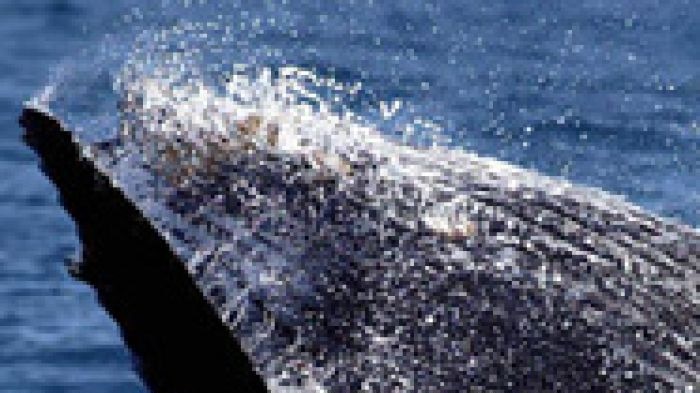 Whale breaches