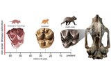 A comparison of teeth from three koalas species.