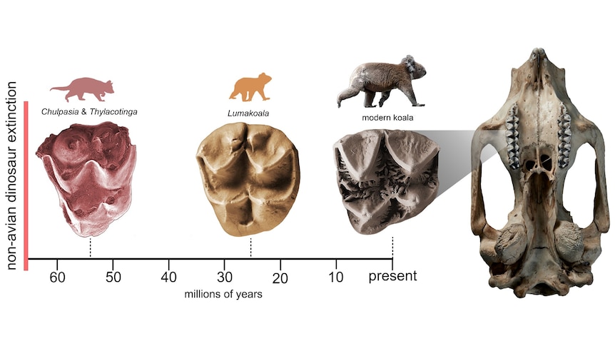 A comparison of teeth from three koalas species.