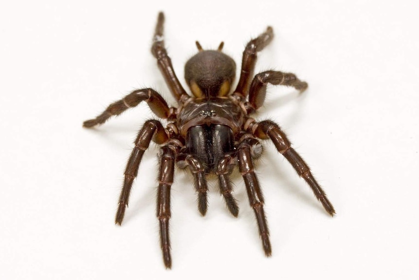 A photo of a funnel web spider.