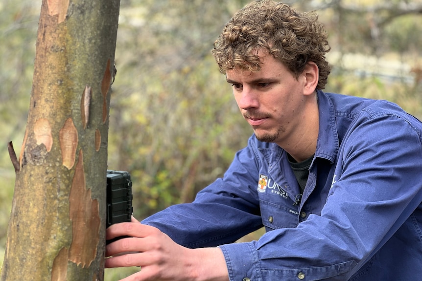 A man examines a small black box on a tree.