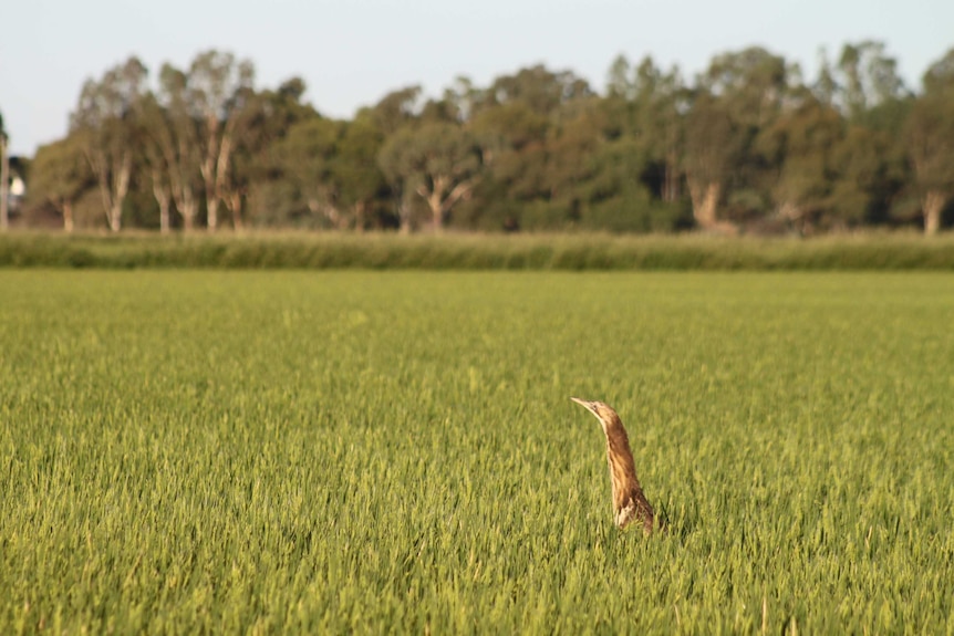 The Australasian bittern in a rice paddock