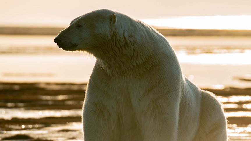 Large polar bear in front of soft sunset in background.