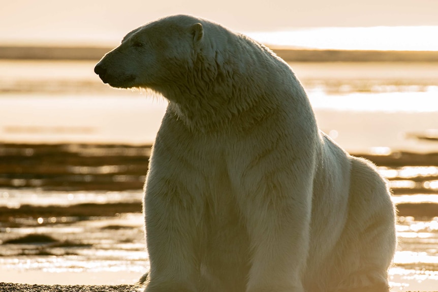 Large polar bear in front of soft sunset in background.