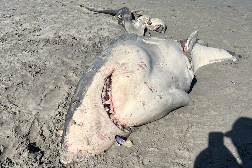 shark carcass lies on the sand along the beach