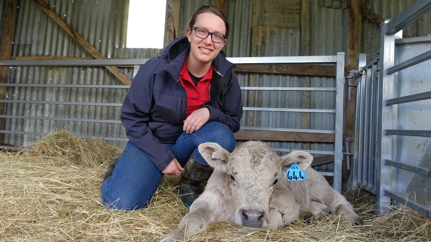 Calf rescued after fall down hole