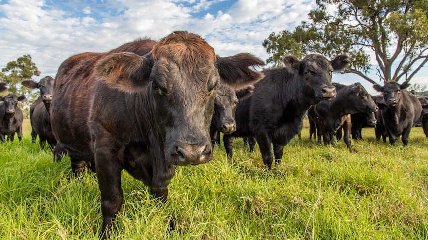 Beef cattle stand in a paddock.