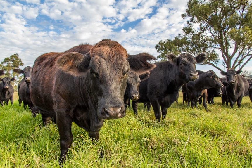 Beef cattle stand in a paddock.