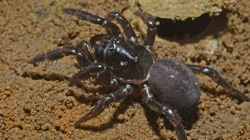 Close-up of a trapdoor spider