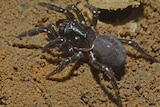 Close-up of a trapdoor spider