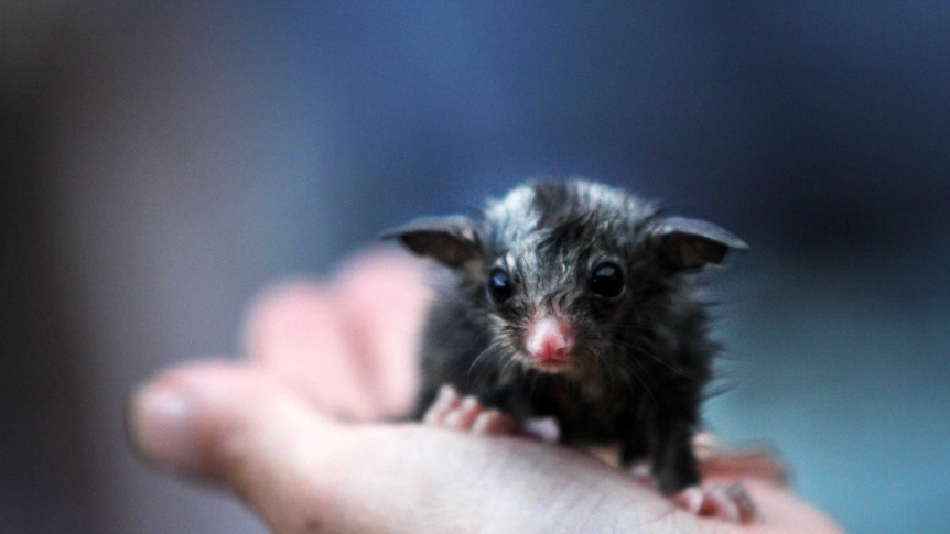 Baby sugar glider