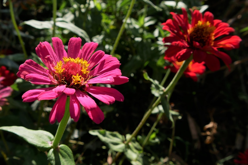 A close up of a colourful flowers - a bright pink and yellow and a red and yellow in a sea of green 