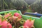 Dragon fruit in crate