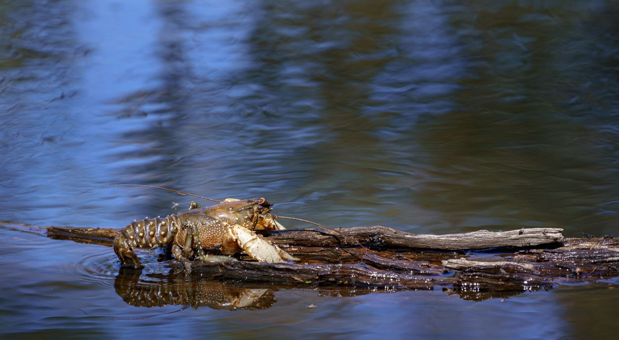 Floods and fish deaths - ABC listen