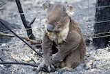 A koala singed by fire sits by the side of the road.