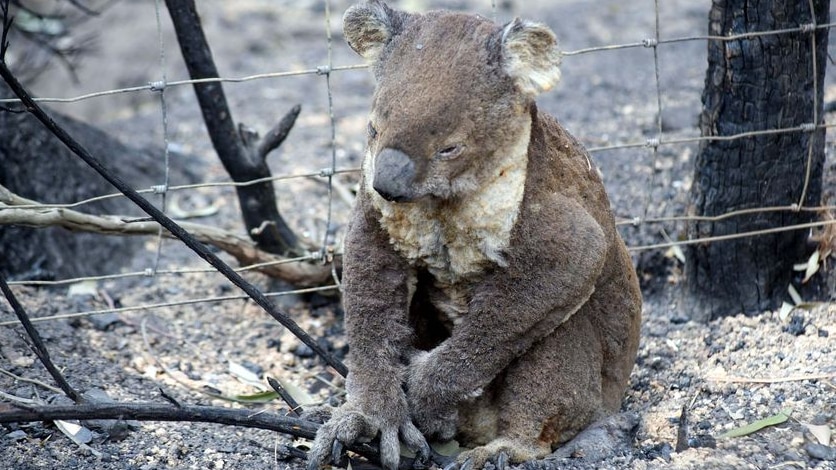 A koala singed by fire sits by the side of the road.