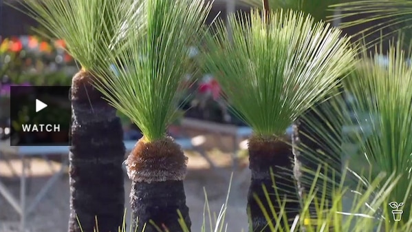 Grass trees growing in a garden. Has Video.
