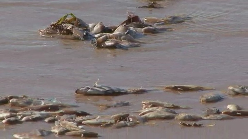 Fish deaths under investigation