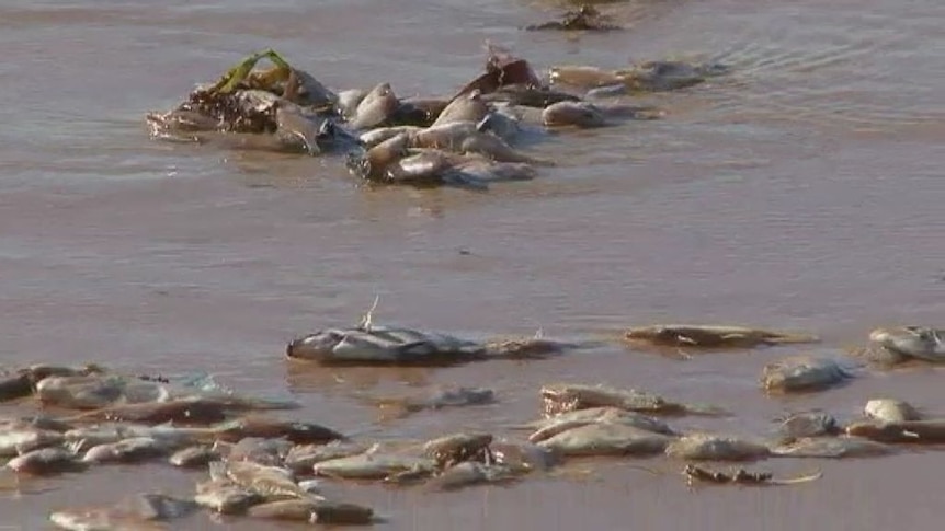 Unusual weather in the area about the time the fish washed ashore