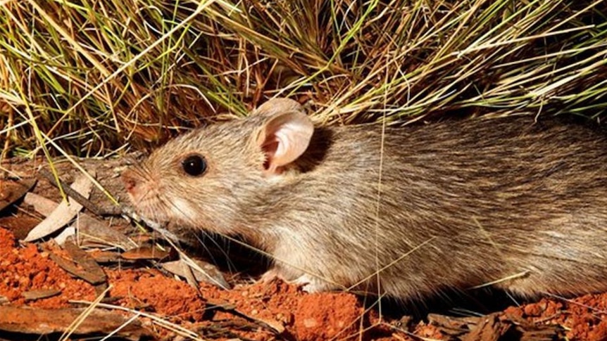 Native long-haired rat (Rattus villosissimus) pictured on a property near Stonehenge (central-west Queensland).