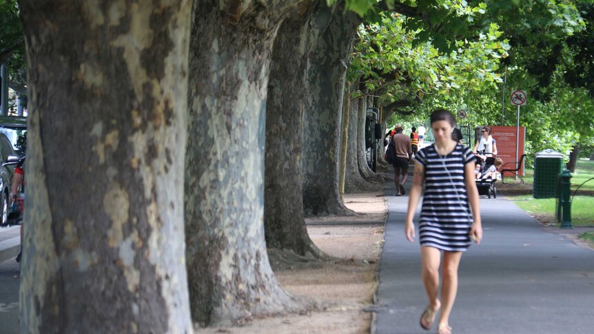 A woman walks alongside a row of trees on St Kilda Road in Melbourne