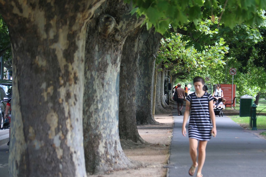 A woman walks alongside a row of trees on St Kilda Road in Melbourne