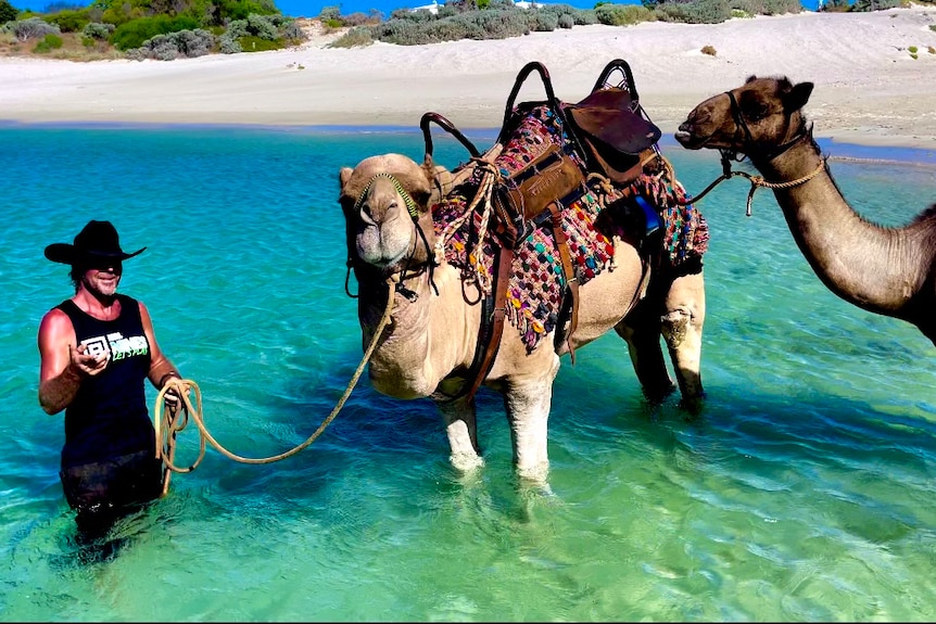 A man stands in waist-high water at the beach, holding a rope connected to two camels.