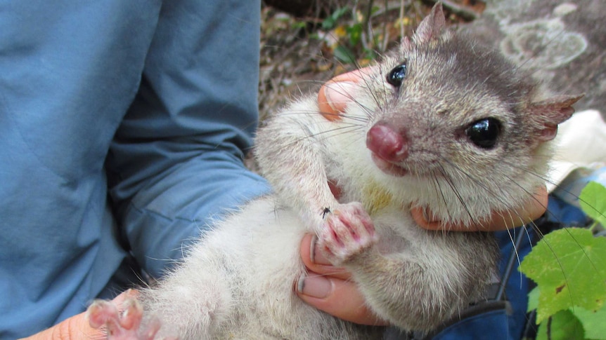 An endangered northern quoll