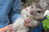 An endangered northern quoll