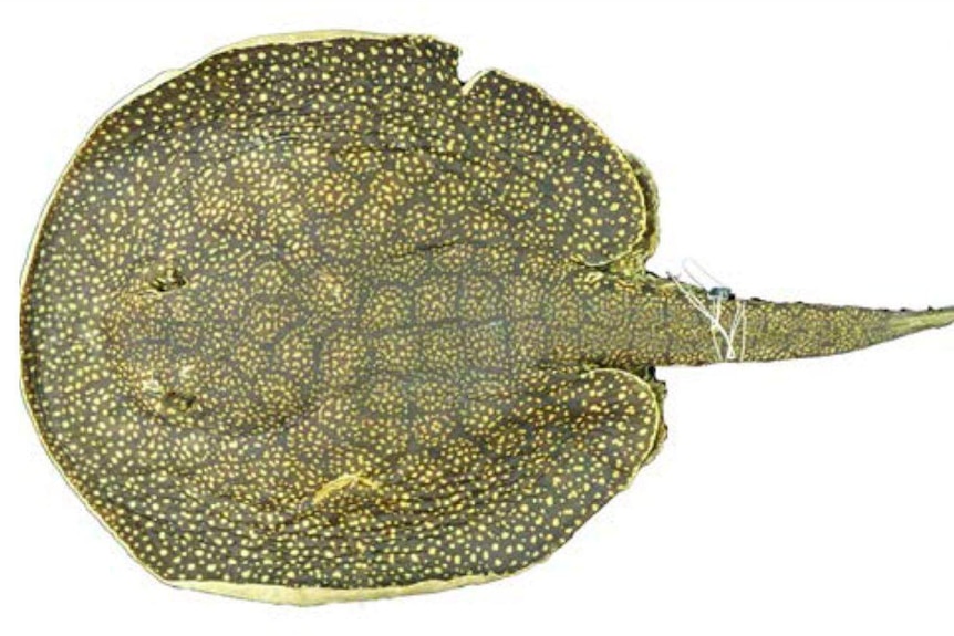 A stingray with a honeycomb pattern on its surface.