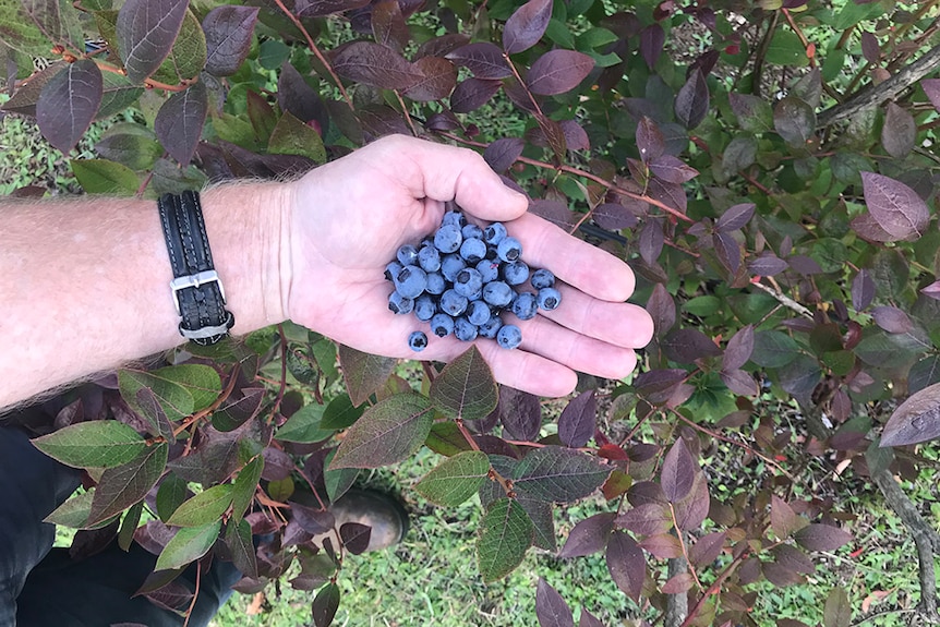 Organic blueberries