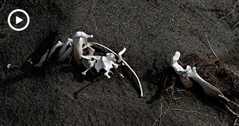 White bones lay on top of dark soil.