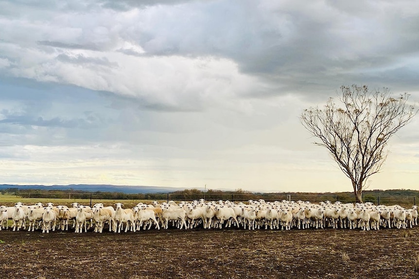 A line of sheep stand in a paddock.
