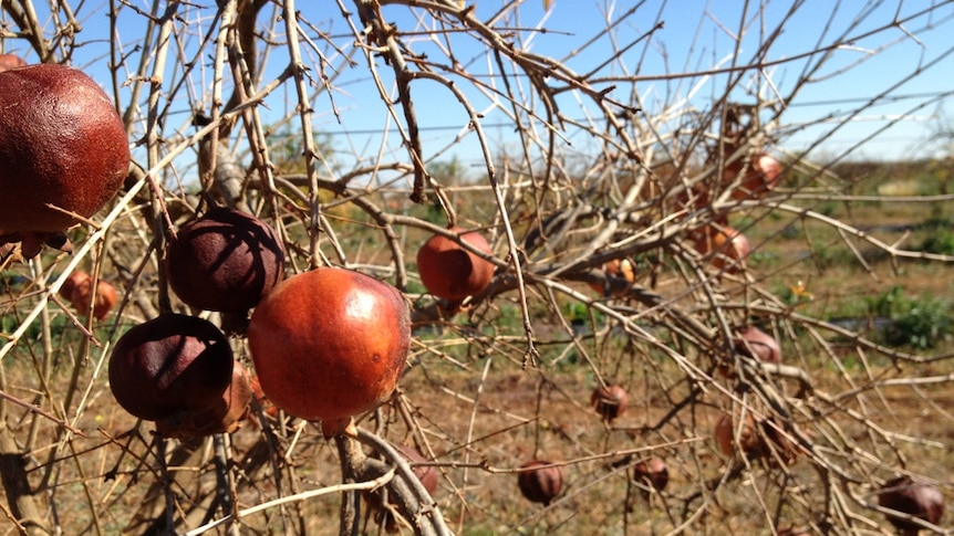 Pomegranate tree decline continues