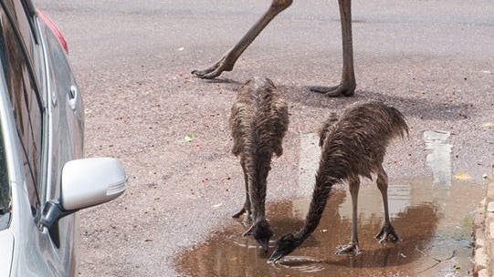 Emu strides in street as chicks drink water from puddles in Longreach street in western Queensland in November 2013.