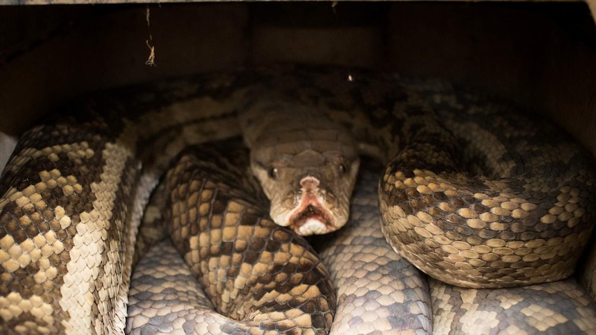 A 4.5-metre scrub python with a severe facial injury