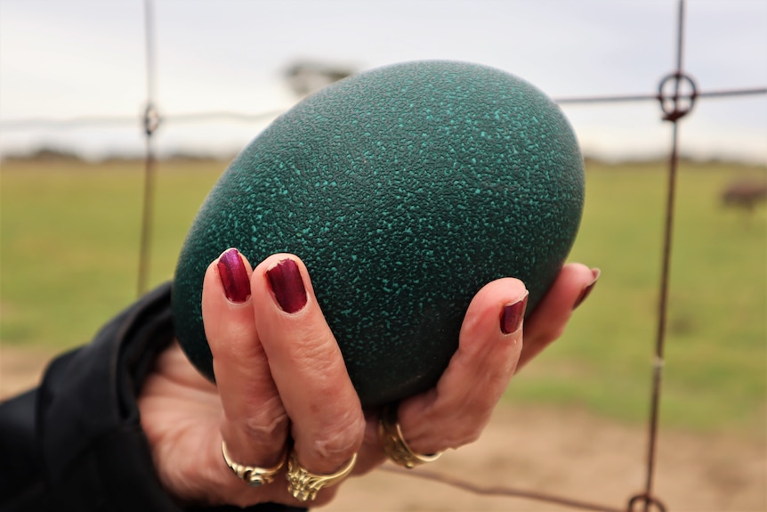 A woman's hand holds a green speckled emu egg. The egg is very large.